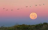 Ibises Flying Over The Setting Moon_30689